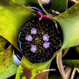 photo from above: the central cup of a bromeliad, well watered, with five small lilac-colored flowers