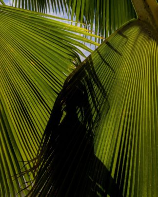 photo: fan palm leaves, backlit