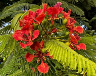 photo: red flowers and fern-like leaves in a tree