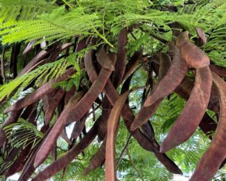 photo: several brown seed pods hanging under a flame tree