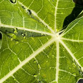 photo: raindrops on a papaya leaf