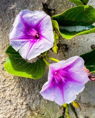 photo: beach moonflowers blooming in the morning light