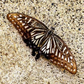 photo: Asian swallowtail butterfly, at rest on concrete pavement