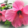 photo: closeup of a pretty pink hibiscus blossom with raindrops