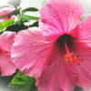 photo: closeup of a pretty pink hibiscus blossom with raindrops