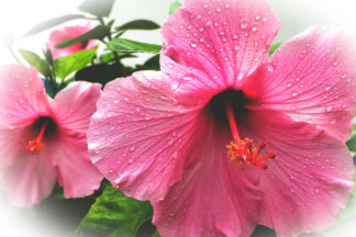 photo: closeup of a pretty pink hibiscus blossom with raindrops