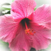 photo: closeup of a pretty pink hibiscus blossom with raindrops