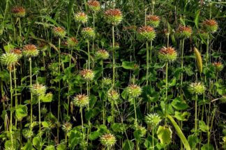 photo: the uplifted seed heads of plants growing along a rural road, outside a cemetery