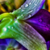 photo treatment: dream orchids