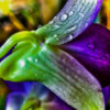 photo treatment: dream orchids