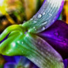 photo treatment: dream orchids