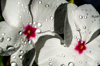 photo: two white impatiens flowers with deep scarlet throats and glistening rain drops