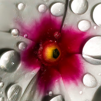 Closeup photo art: 'Volcán Flor I' closeup impression of impatiens flower with dew drops.