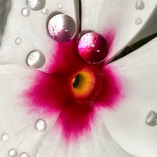 Closeup photo art: 'Volcán Flor II' closeup impression of right-facing impatiens flower with dew drops.