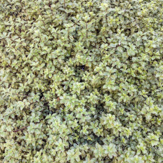 photo: dusty-green ground cover fills the image from side to side