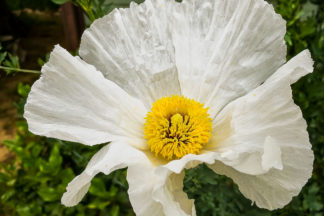 photo: flower of the so-called fried-egg plant, here titled 'Sunrise on the Half Shell'