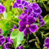 photo: flowers of the tropical Duranta erect, violet edged in white