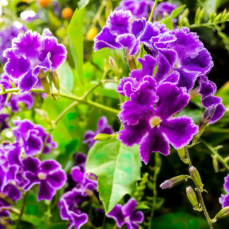 photo: flowers of the tropical Duranta erect, violet edged in white