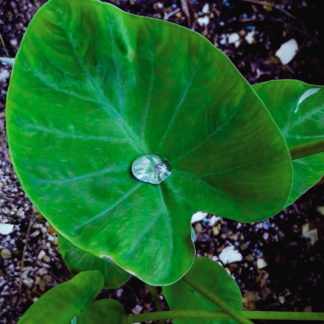 photo: taro (kalo) leaf with a small puddle of collected rainwater