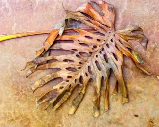 photo: dried monstera leaf (#2, colorful) like vintage botanical prints