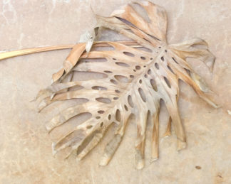 photo: dried monstera leaf (#1) like vintage botanical prints