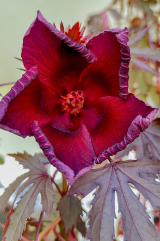 photo: flower of the cranberry hibiscus plant