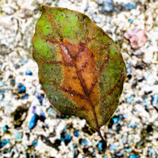 photo: autumn leaf changing colors